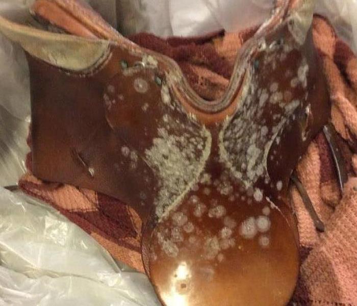 leather horse saddle affected by mold