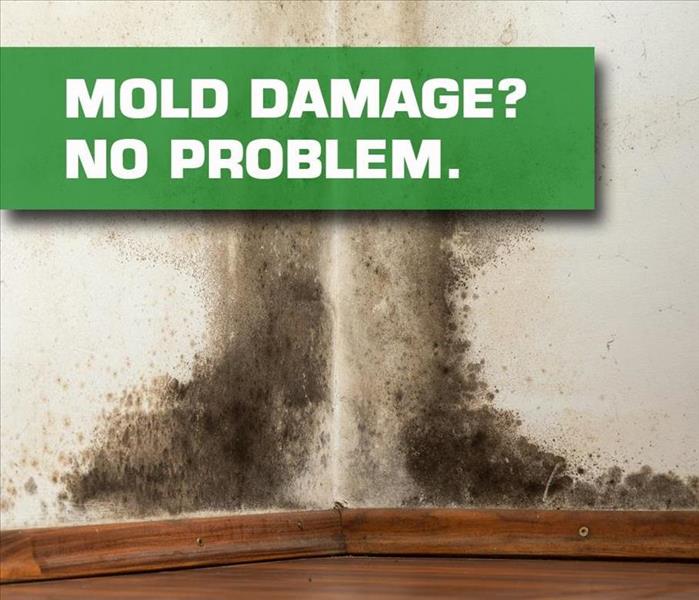 Mold infested wall in Dallas home